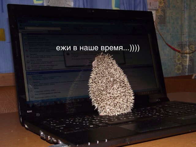 Еж в работе )))